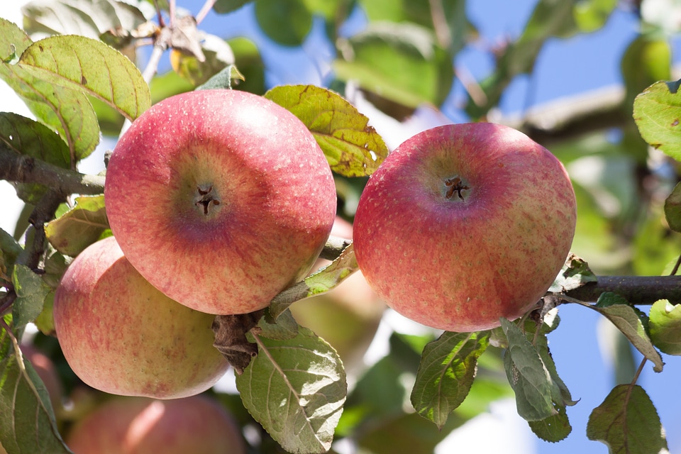 Autumn ripe harvest