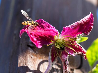 Insect macro close up photo