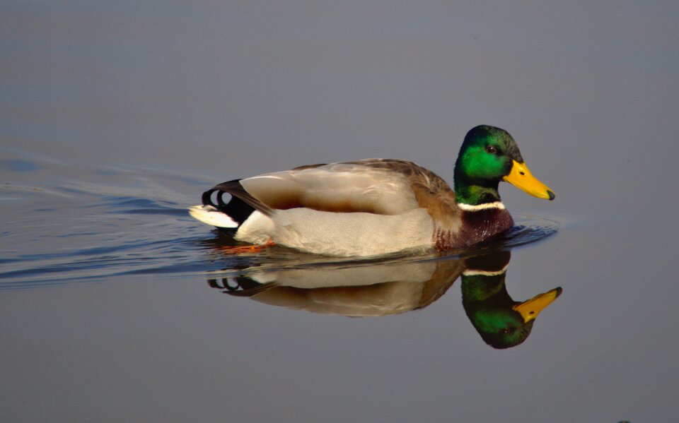 Nature animal world waters