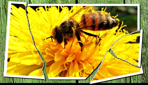 Honey flower image