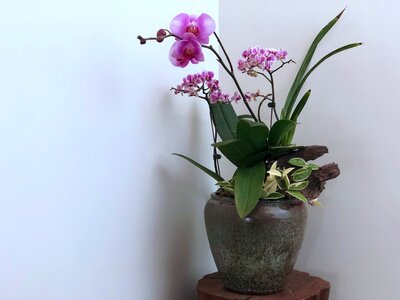 Potted plants foliage household