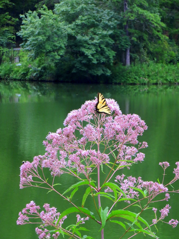 Insect nature flower