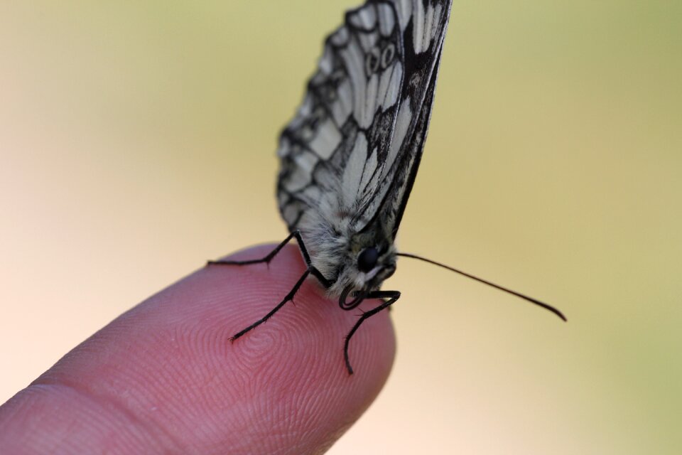 Animal butterfly wing