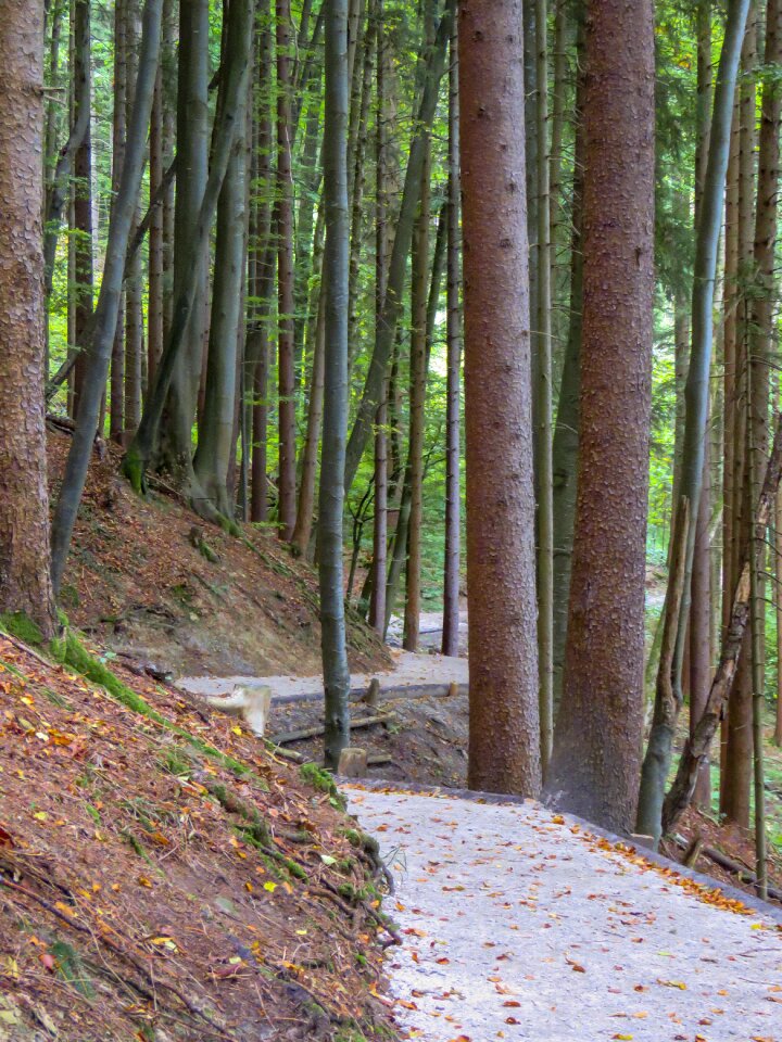 Trees landscape nature