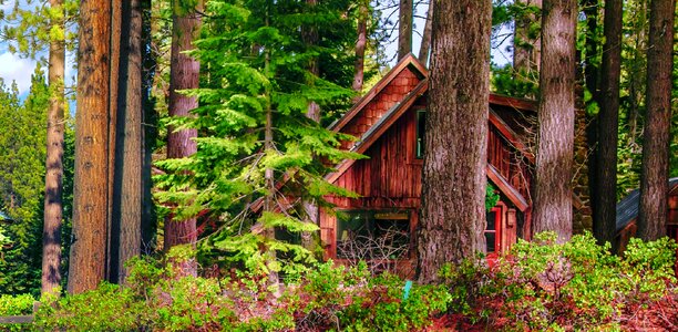 Nature wooden forest