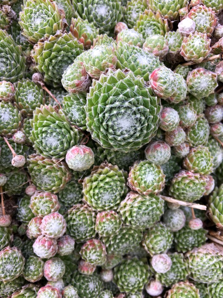 Pattern texture garden