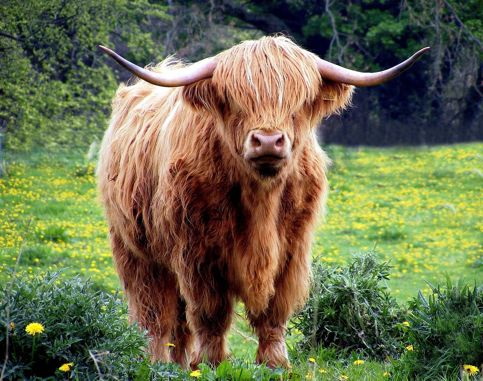 Shaggy pasture field