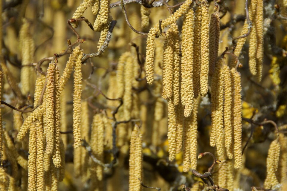 Close up background hazelnut