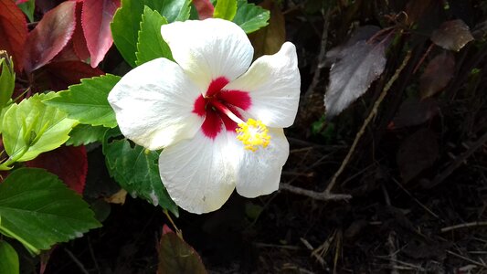 Leaf garden hibiscus