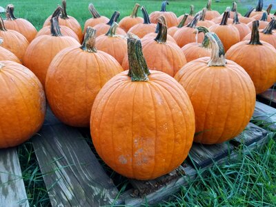 Thanksgiving pasture