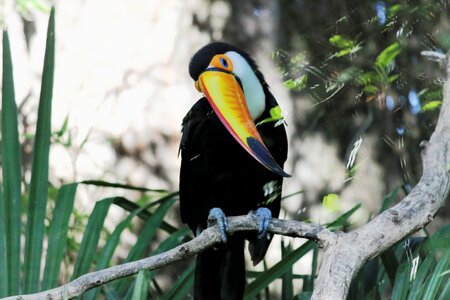 Nature animal wing photo