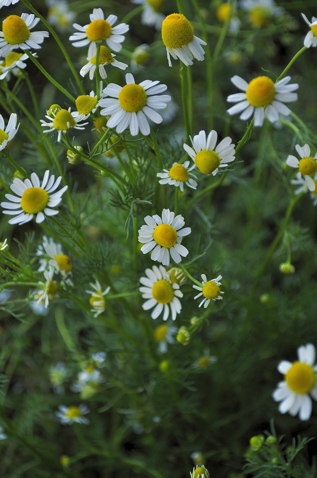 Floral plants natural