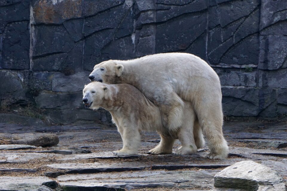 Pairing mammal nature
