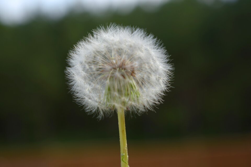 Flower summer