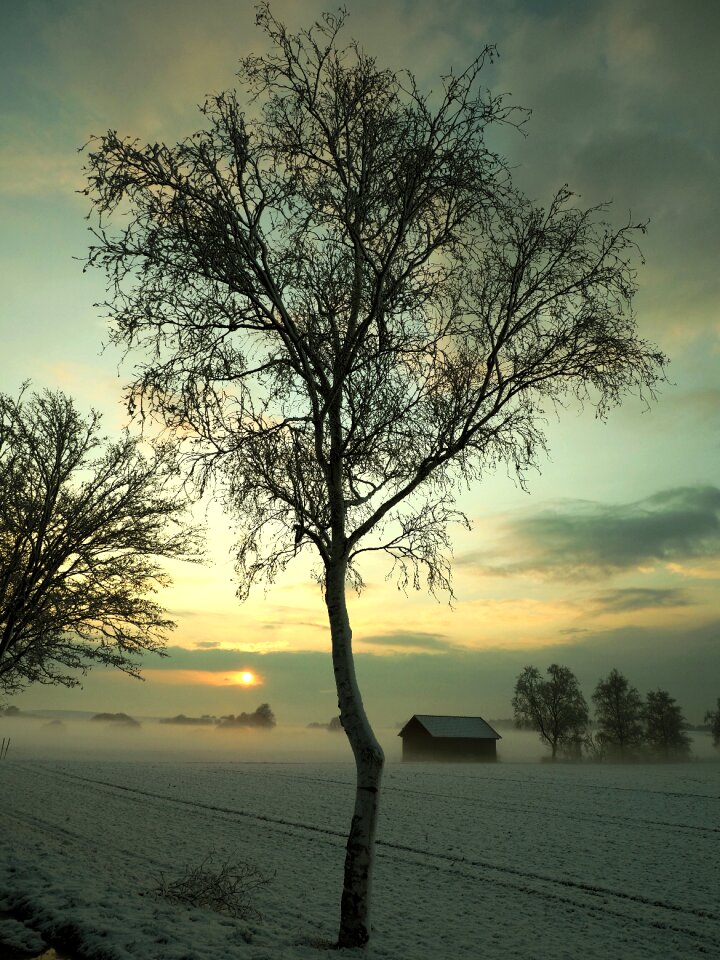 Landscape wood fog