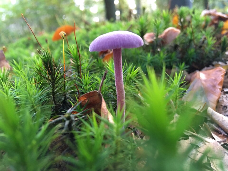 Fungi nature boletus