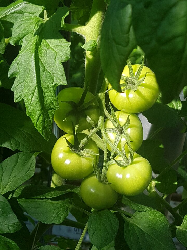 Fruit prune vegetable