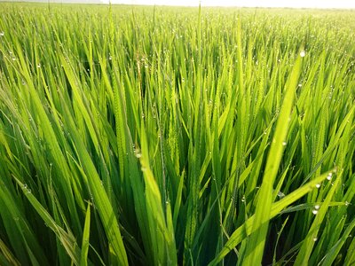 Field silk Free photos