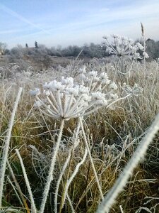 Frost season field photo