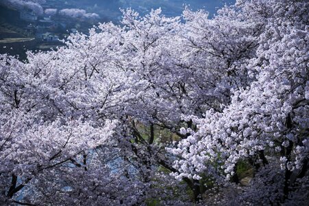 Cherry tree cherry blossom spring