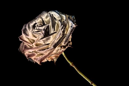 Bloom background isolated