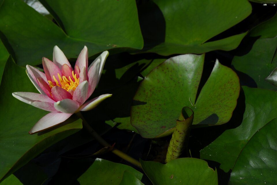 Puddle nature water lily