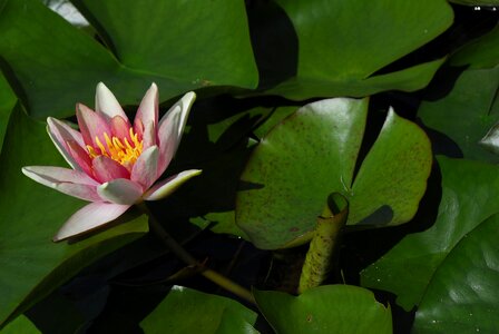 Puddle nature water lily