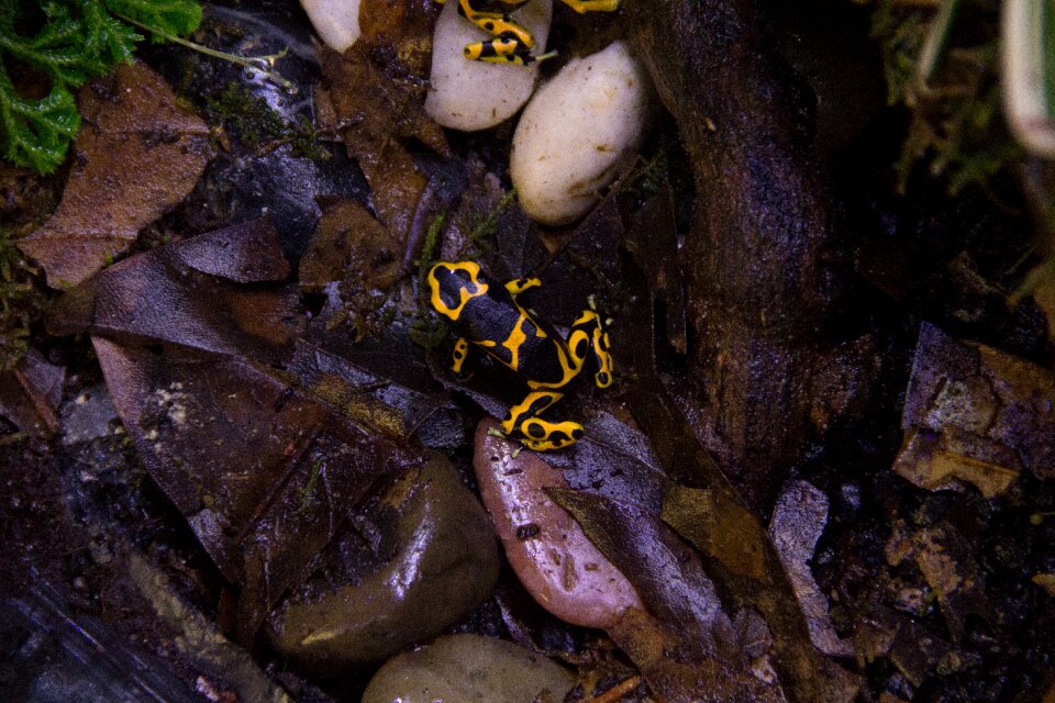 Biology wood wildlife