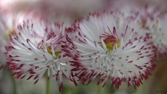 Garden season close up