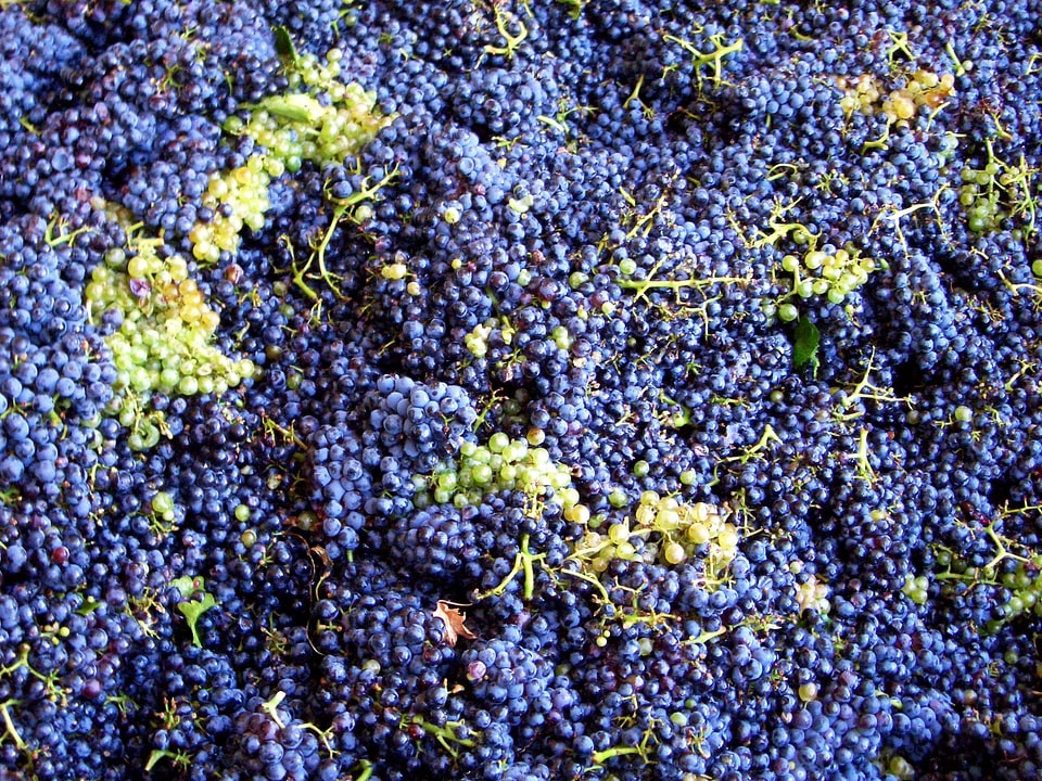 Wine harvest wine france