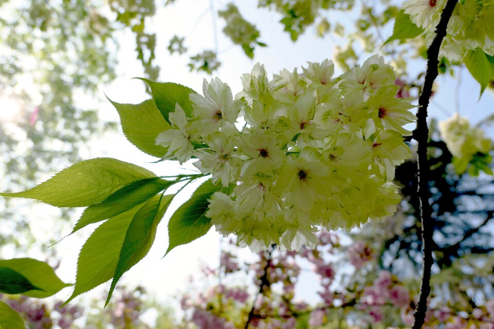 Tree branch flora