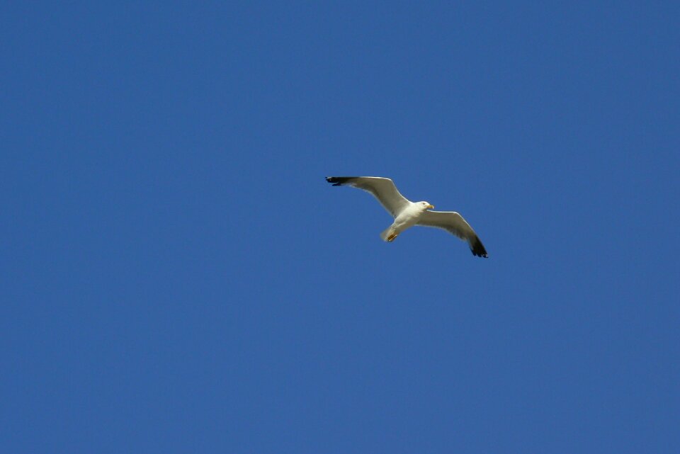 No person flight seagull