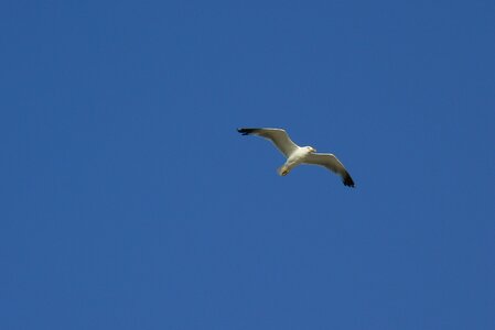 No person flight seagull photo