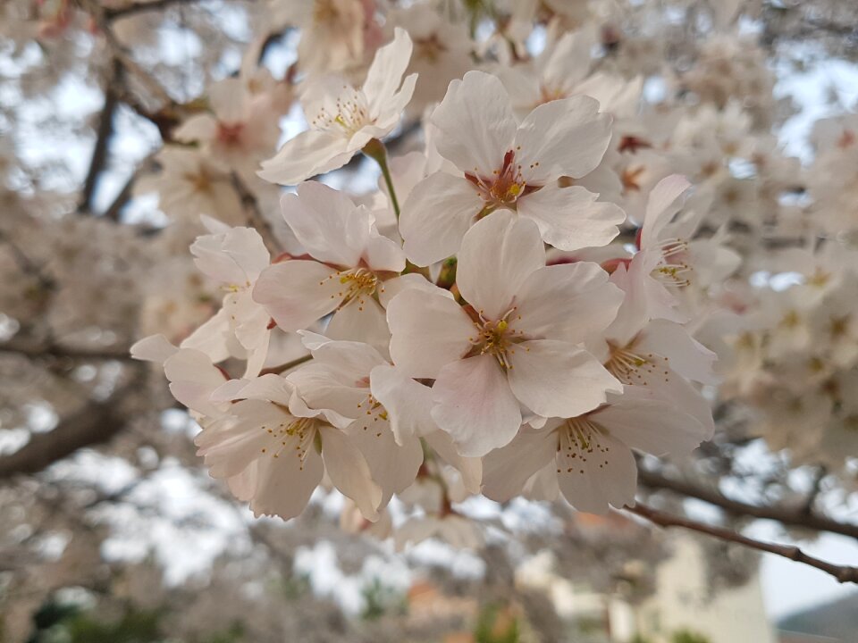 Flowers cherry tree quarter