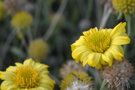 Summer floral yellow