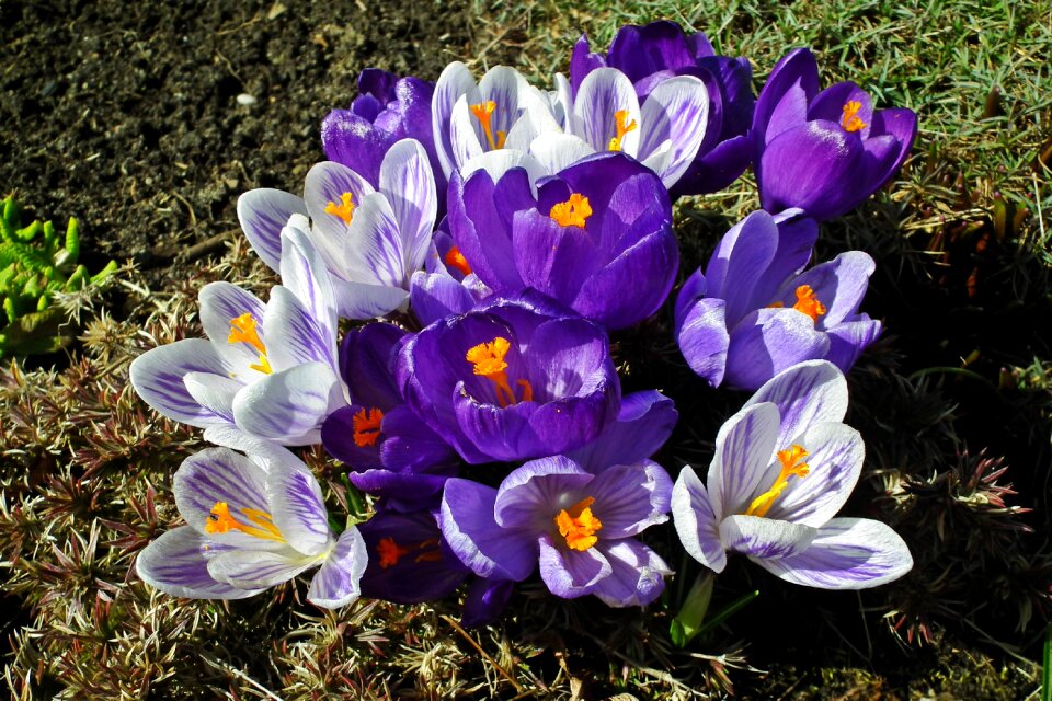 Spring nature plant