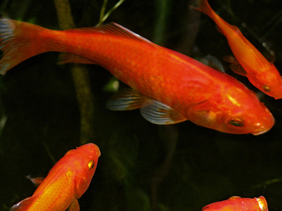 Water aquarium underwater
