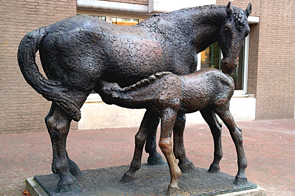Mammals the horse animals