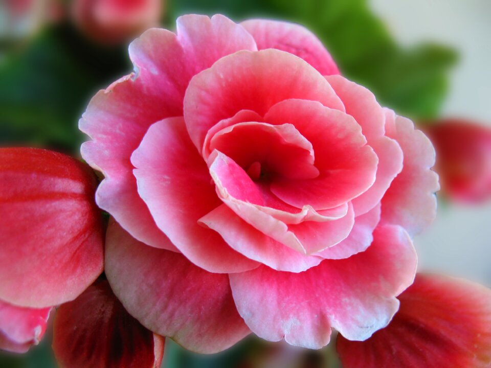 Nature floral plant
