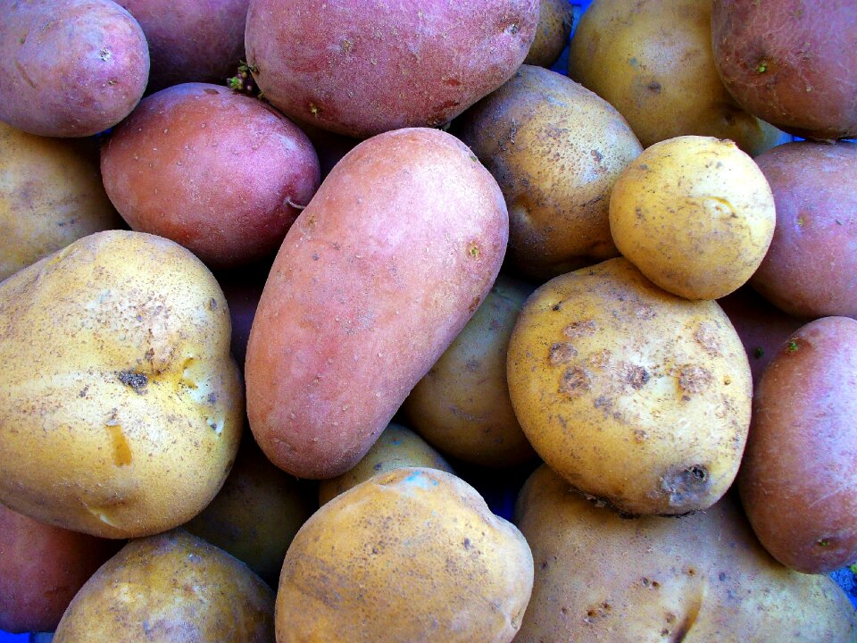 Health agriculture potatoes