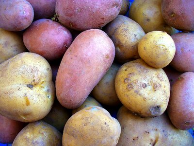 Health agriculture potatoes photo