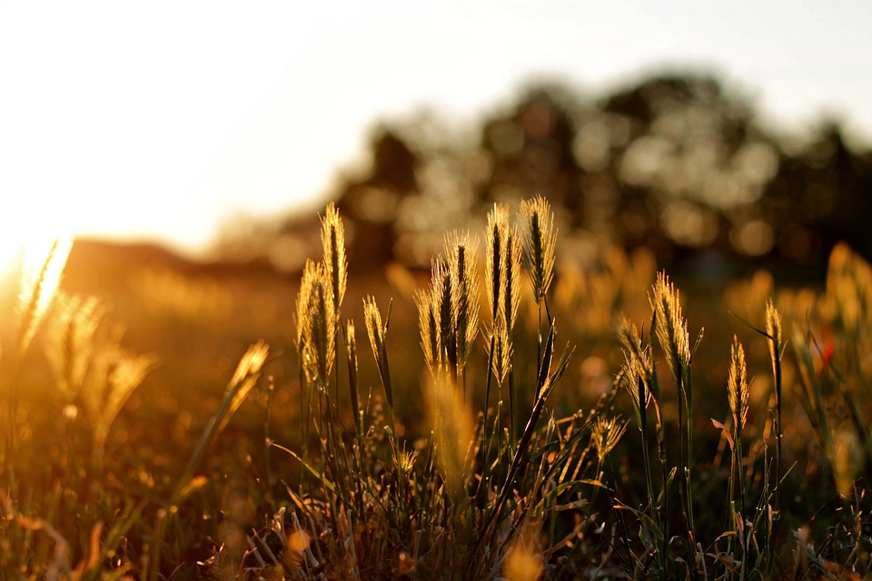 Wild summer plants flora
