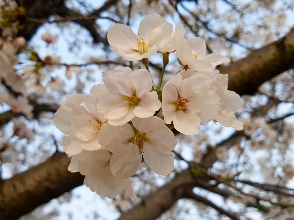 Flowers season spring