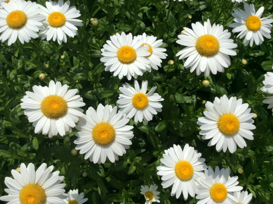 Garden nature blooming