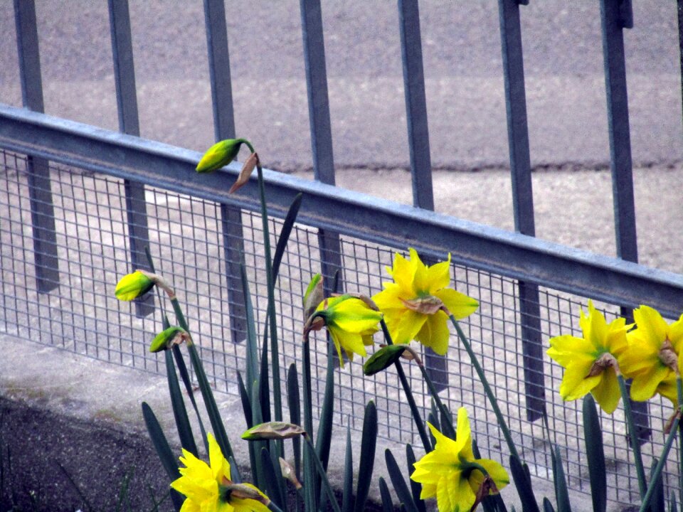 Fence plant nature