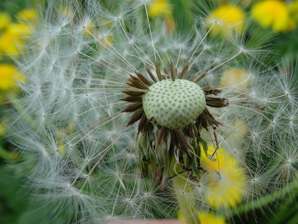 Flower plant spring