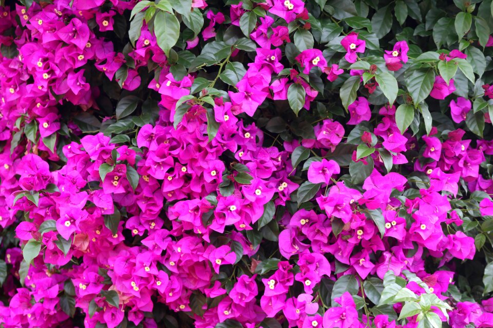 Nature leaf bougainvillea