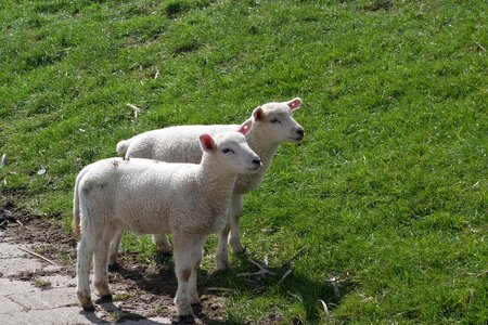 Dike grass easter photo