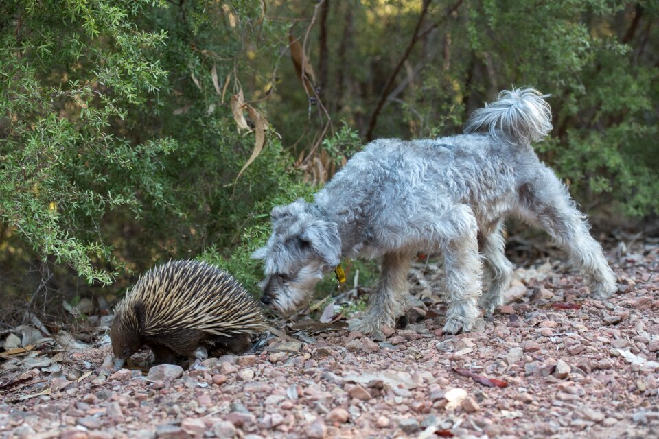 Egg-laying mammal spiky australian