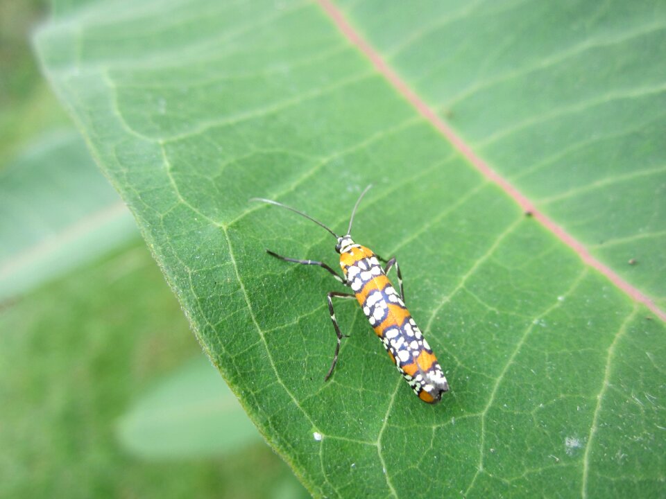 Leaf wildlife bug